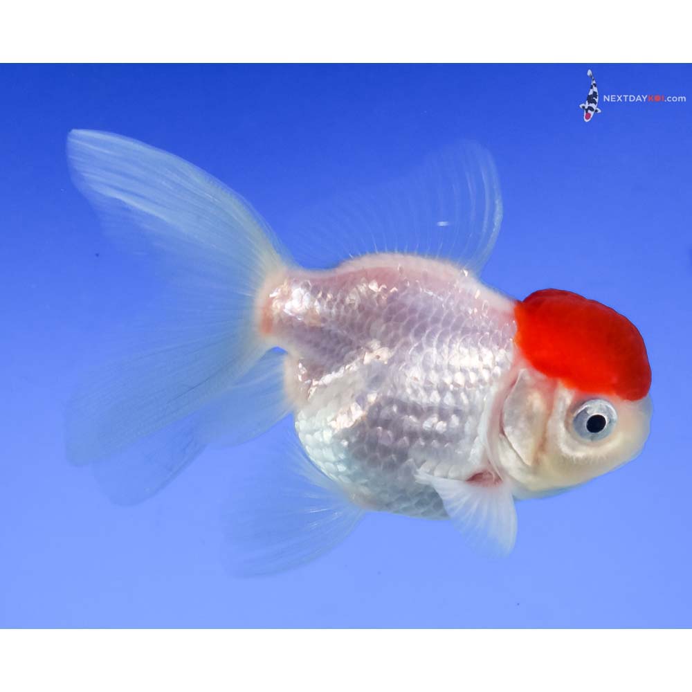 2.5” Imported Redcap Oranda - Image 4