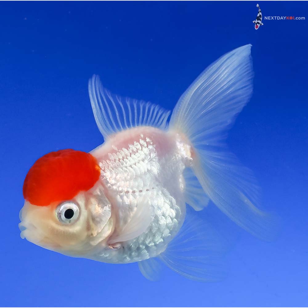 2.5” Imported Redcap Oranda - Image 5