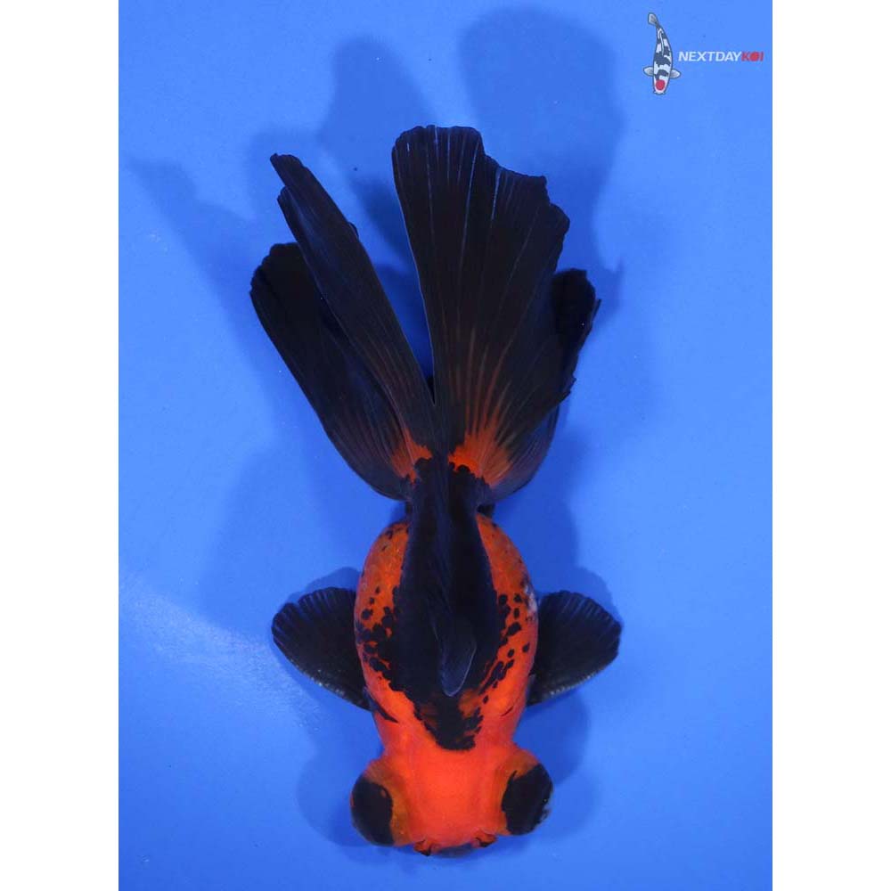 4” Imported Red and Black Butterfly Tail