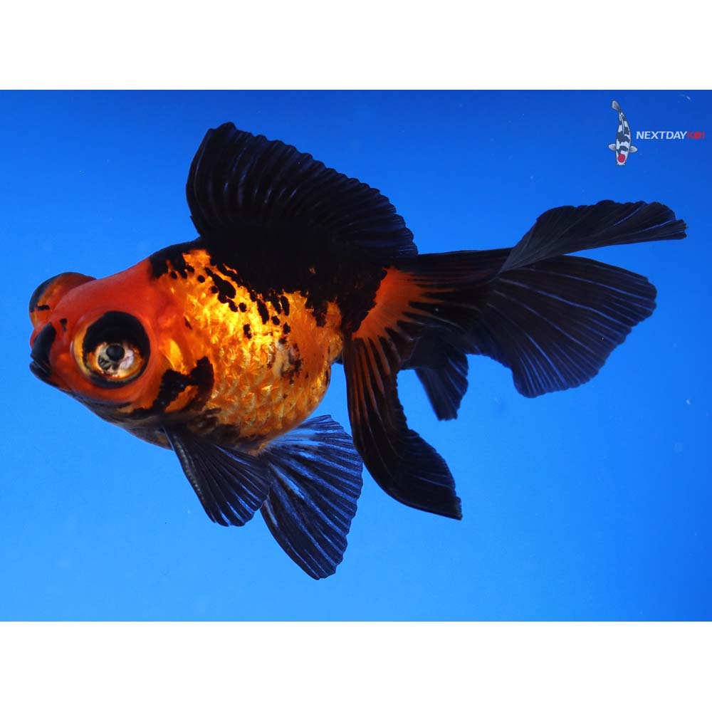 4” Imported Red and Black Butterfly Tail - Image 2