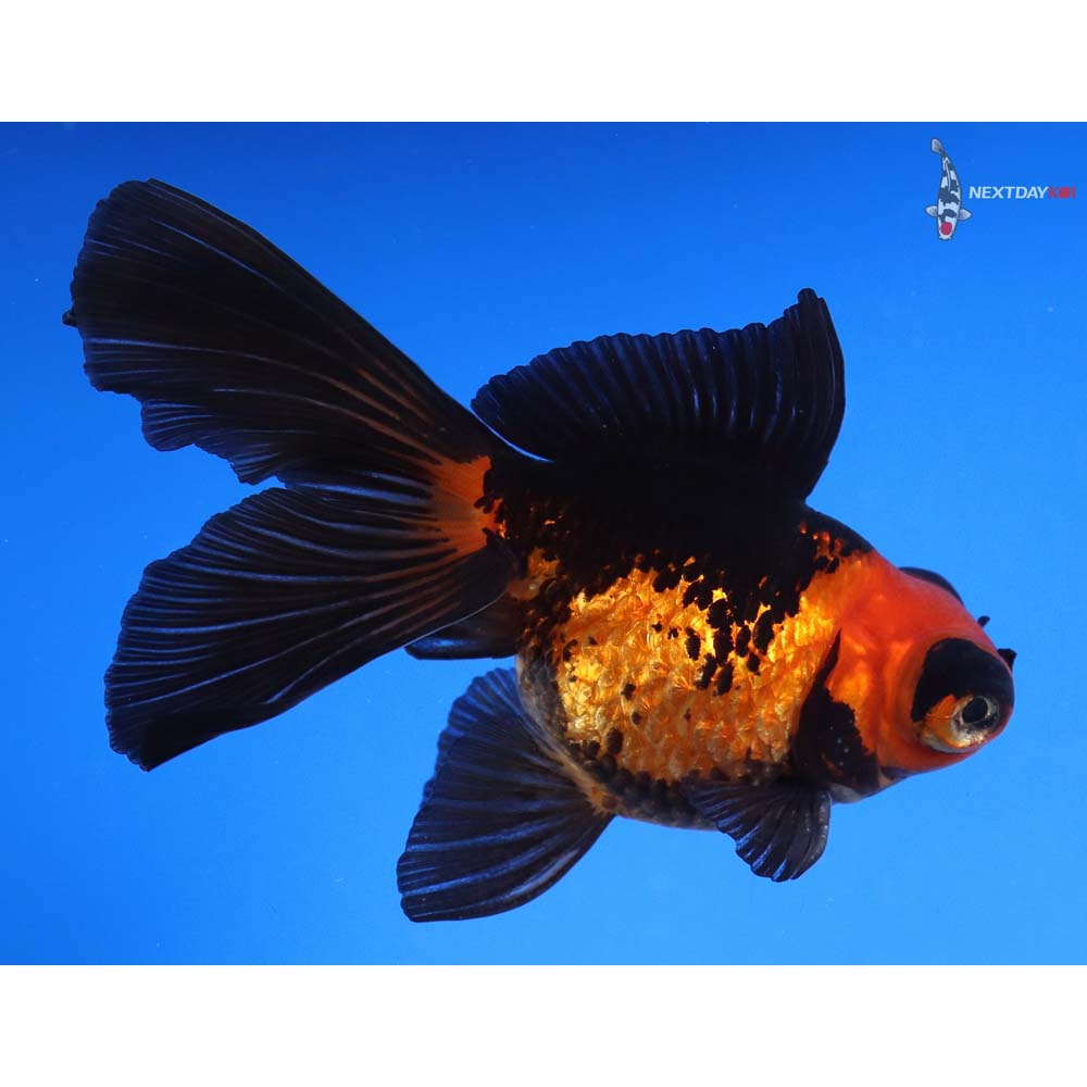 4” Imported Red and Black Butterfly Tail - Image 3