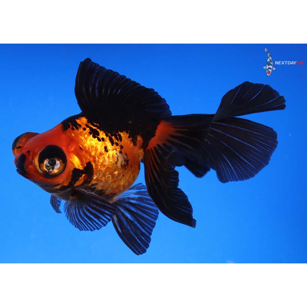 4” Imported Red and Black Butterfly Tail - Image 4