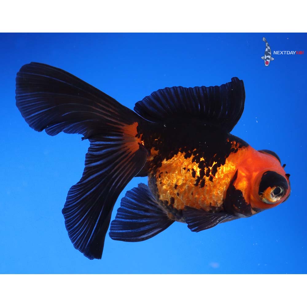 4” Imported Red and Black Butterfly Tail - Image 5