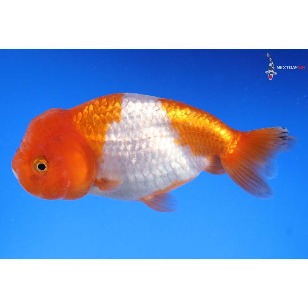 4” Imported Red and White Ranchu - Image 2