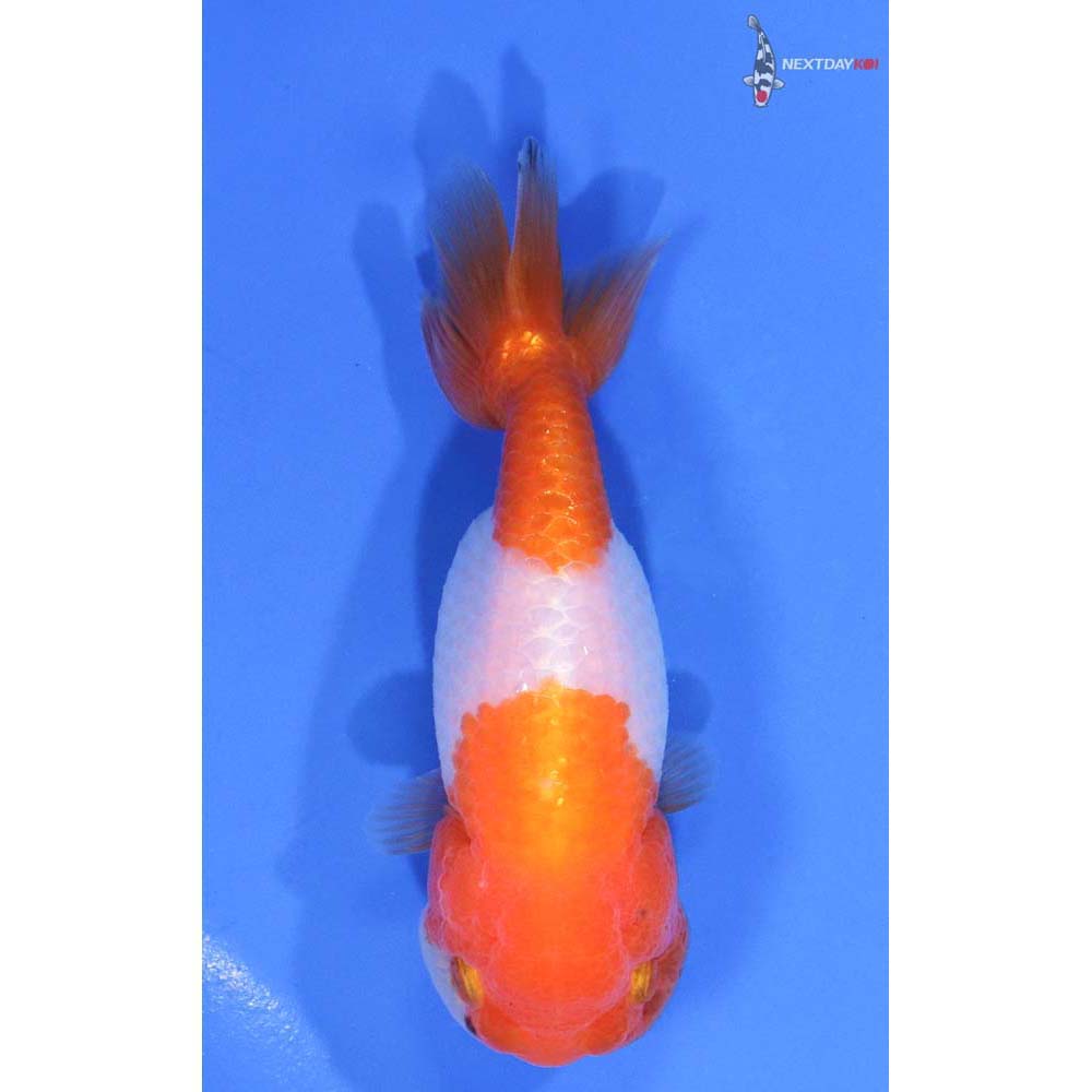 4” Imported Red and White Ranchu - Image 3