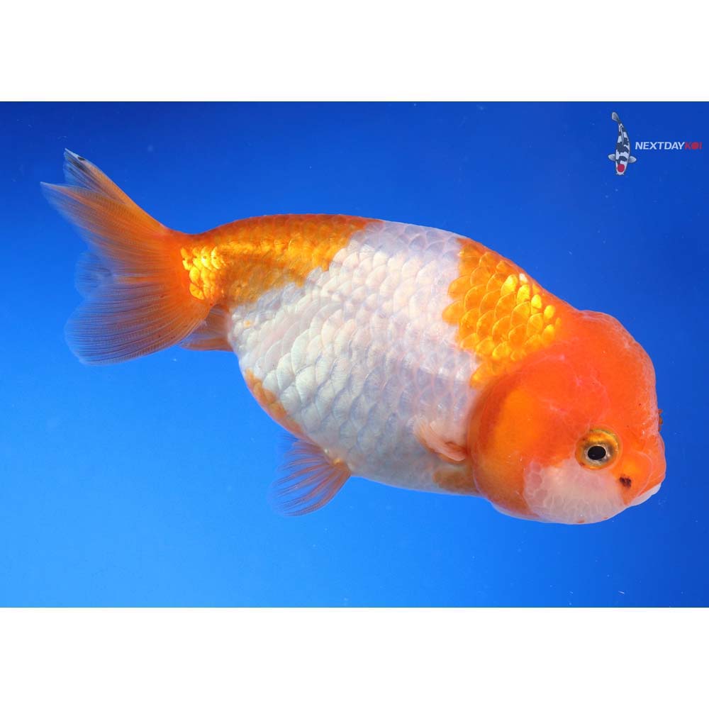 4” Imported Red and White Ranchu - Image 4