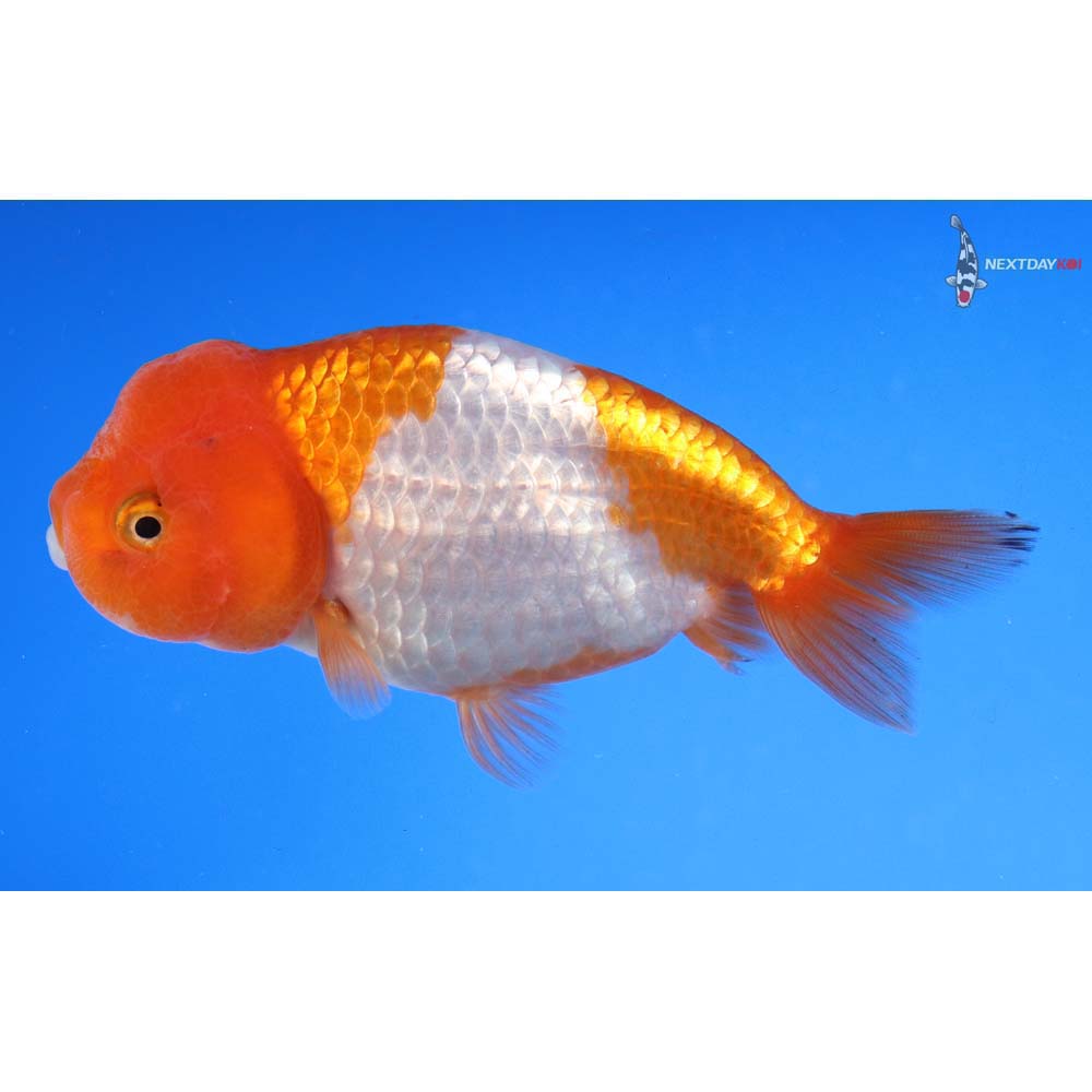 4” Imported Red and White Ranchu - Image 5