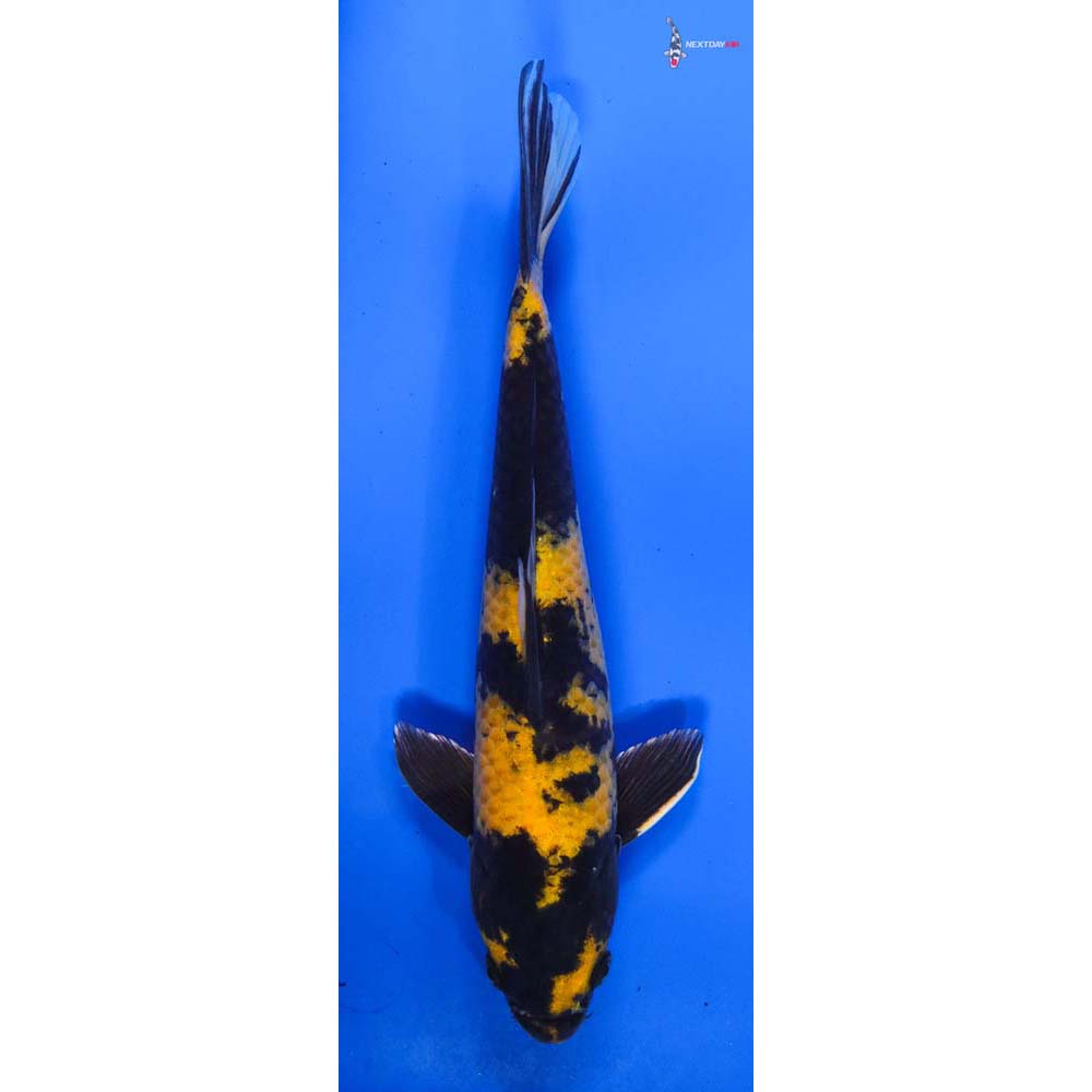 11” Imported Female Kin Hi Utsuri