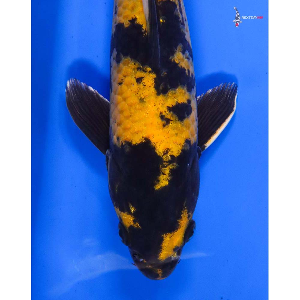 11” Imported Female Kin Hi Utsuri - Image 2