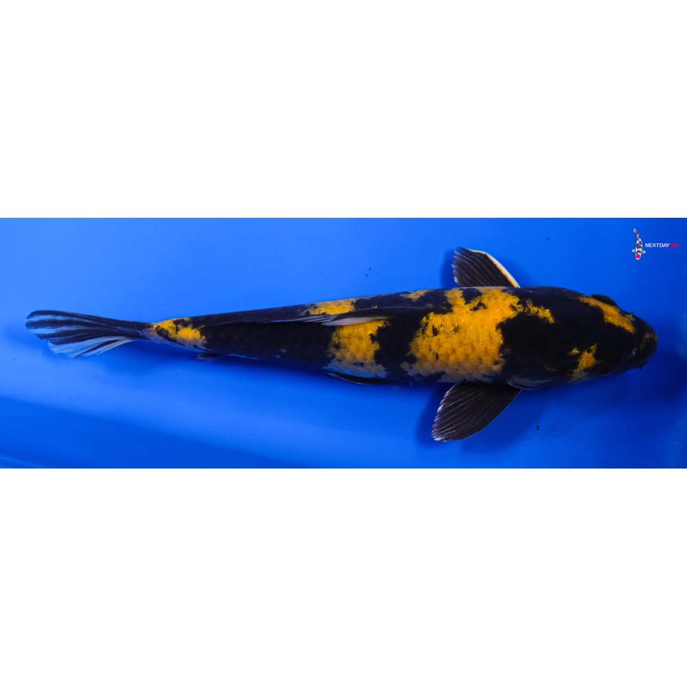 11” Imported Female Kin Hi Utsuri - Image 3