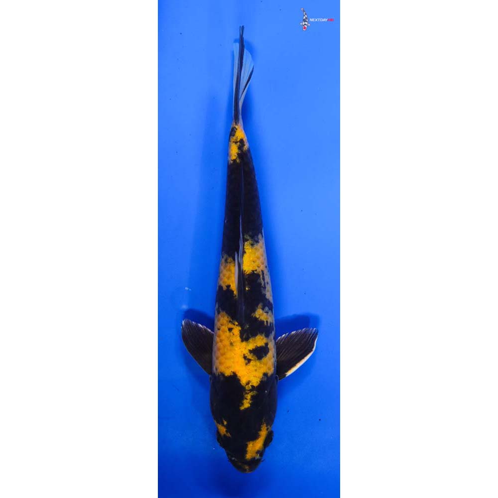 11” Imported Female Kin Hi Utsuri - Image 4