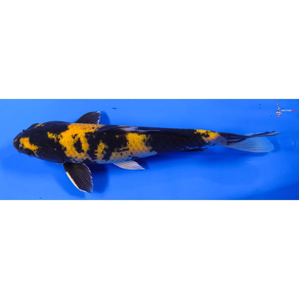 11” Imported Female Kin Hi Utsuri - Image 5