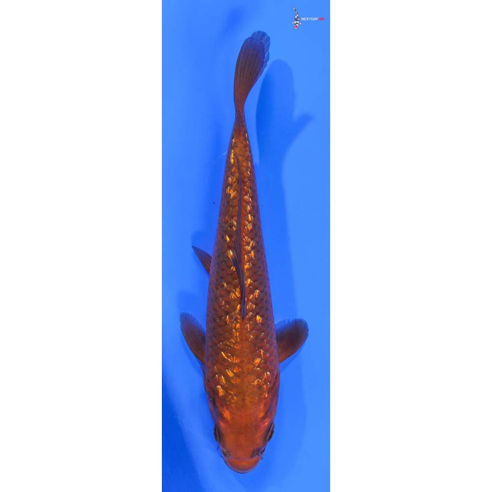 6.5” Imported Gin Rin Chagoi