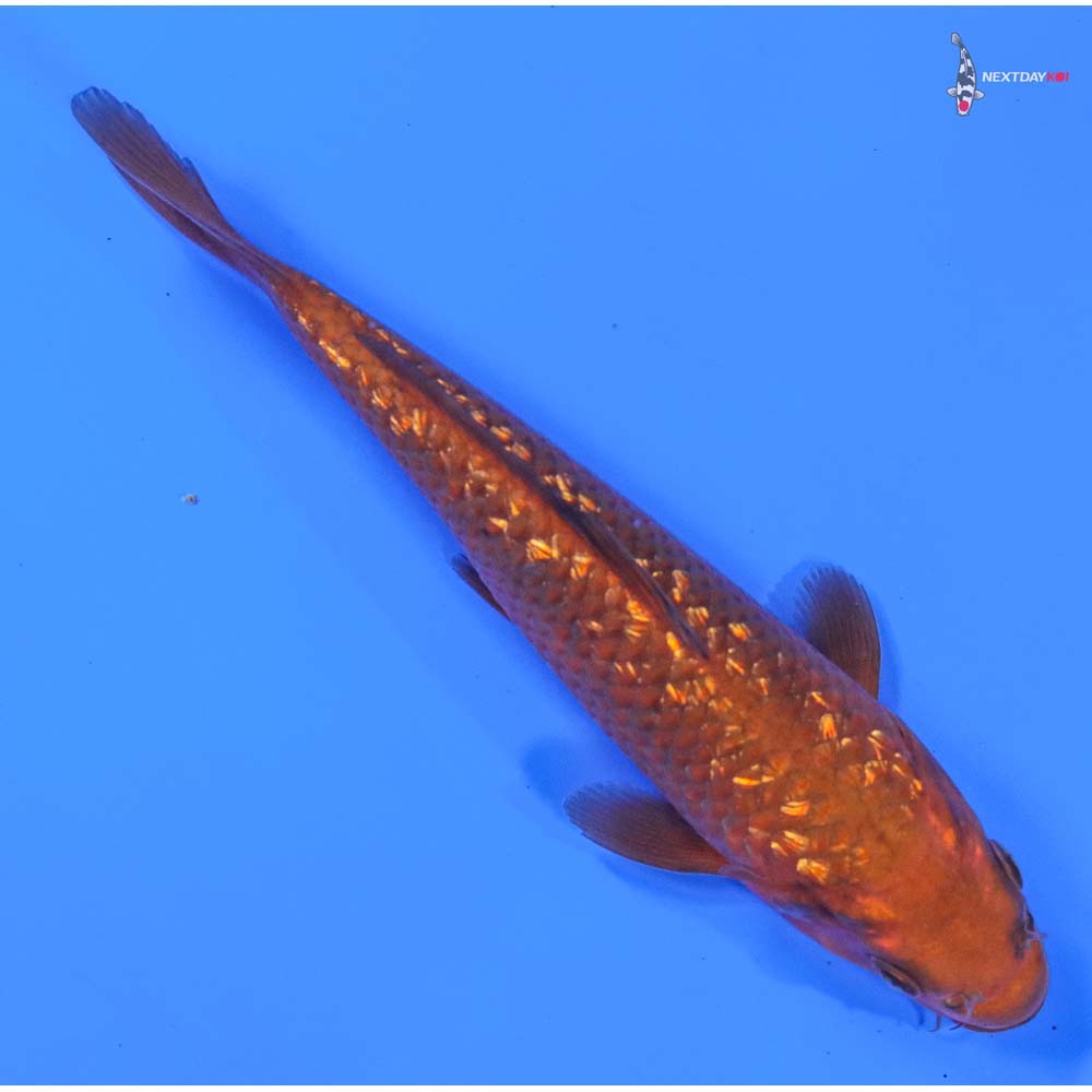 6.5” Imported Gin Rin Chagoi - Image 3