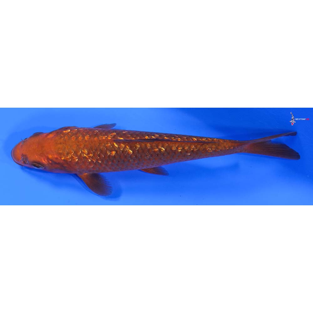 6.5” Imported Gin Rin Chagoi - Image 4