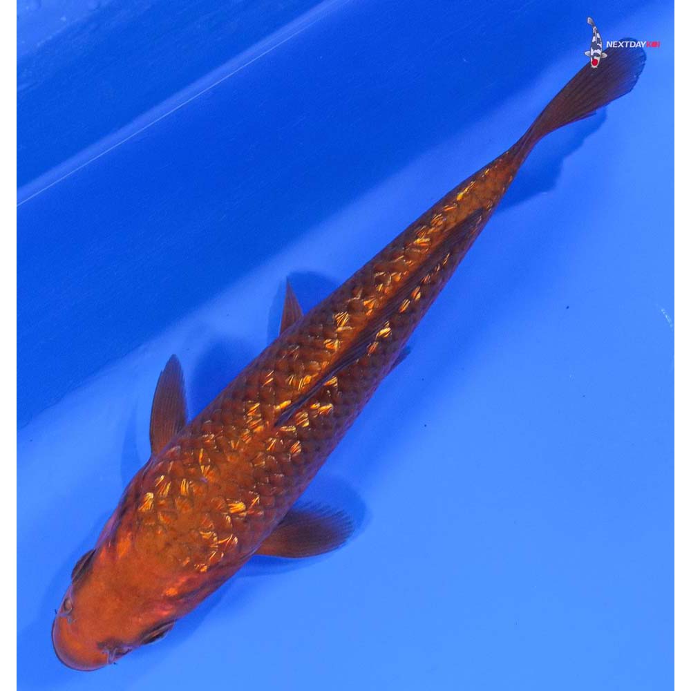 6.5” Imported Gin Rin Chagoi - Image 5