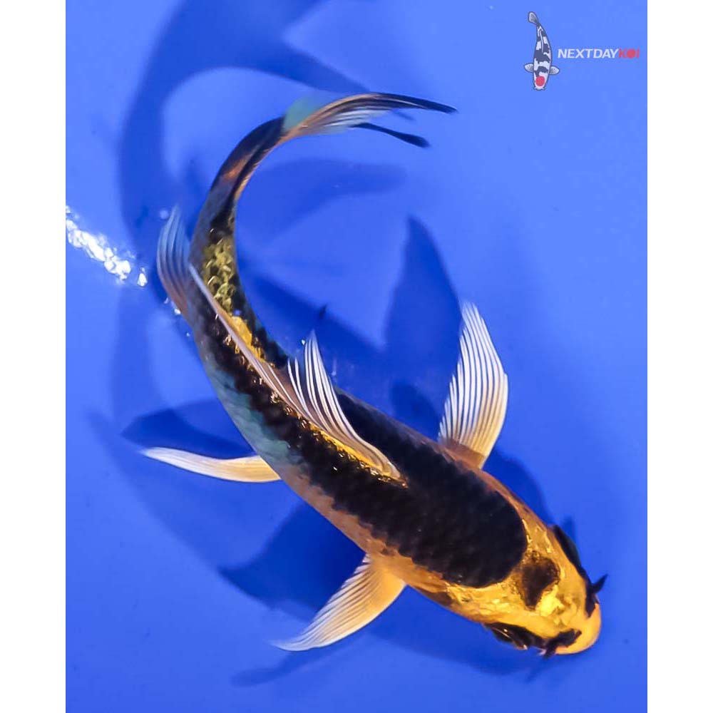 3.5” Imported Kujaku Butterfly Koi
