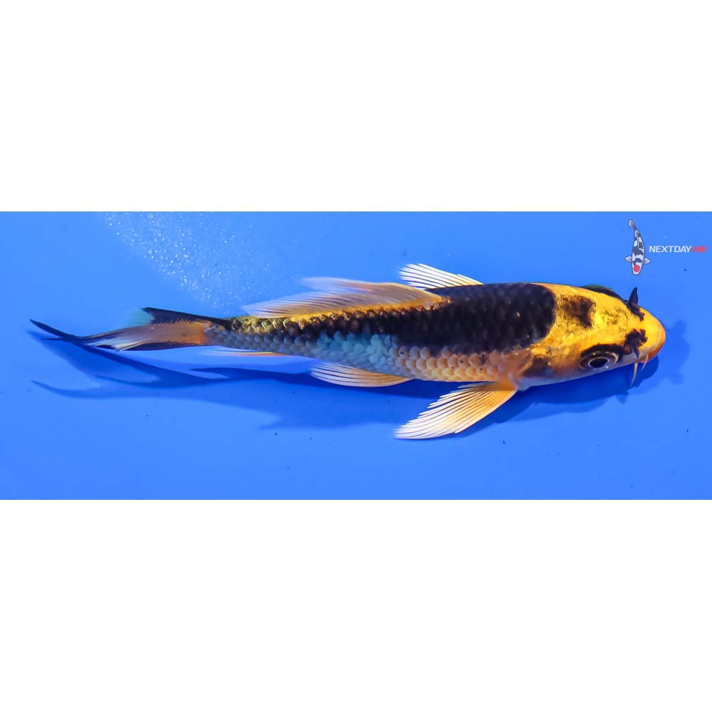 3.5” Imported Kujaku Butterfly Koi - Image 2