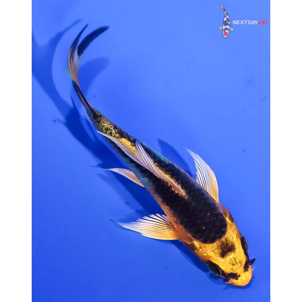3.5” Imported Kujaku Butterfly Koi - Image 3