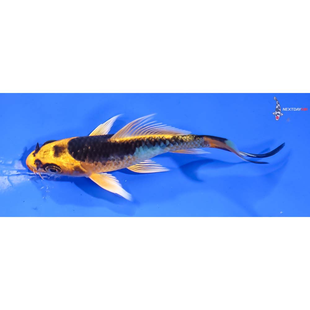 3.5” Imported Kujaku Butterfly Koi - Image 4