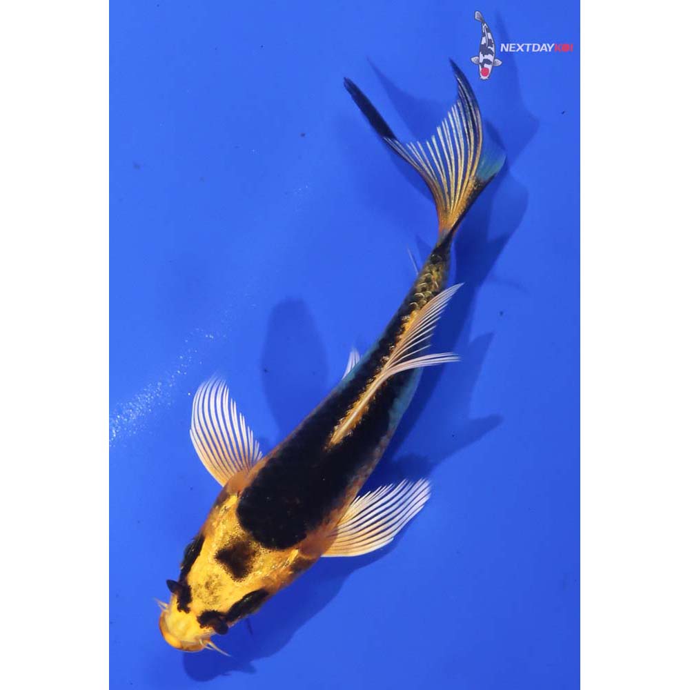 3.5” Imported Kujaku Butterfly Koi - Image 5