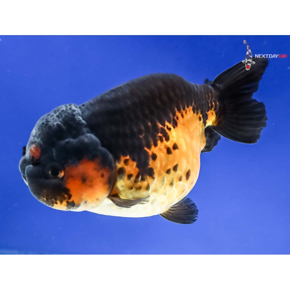 4” Imported Red and Black Ranchu - Image 2