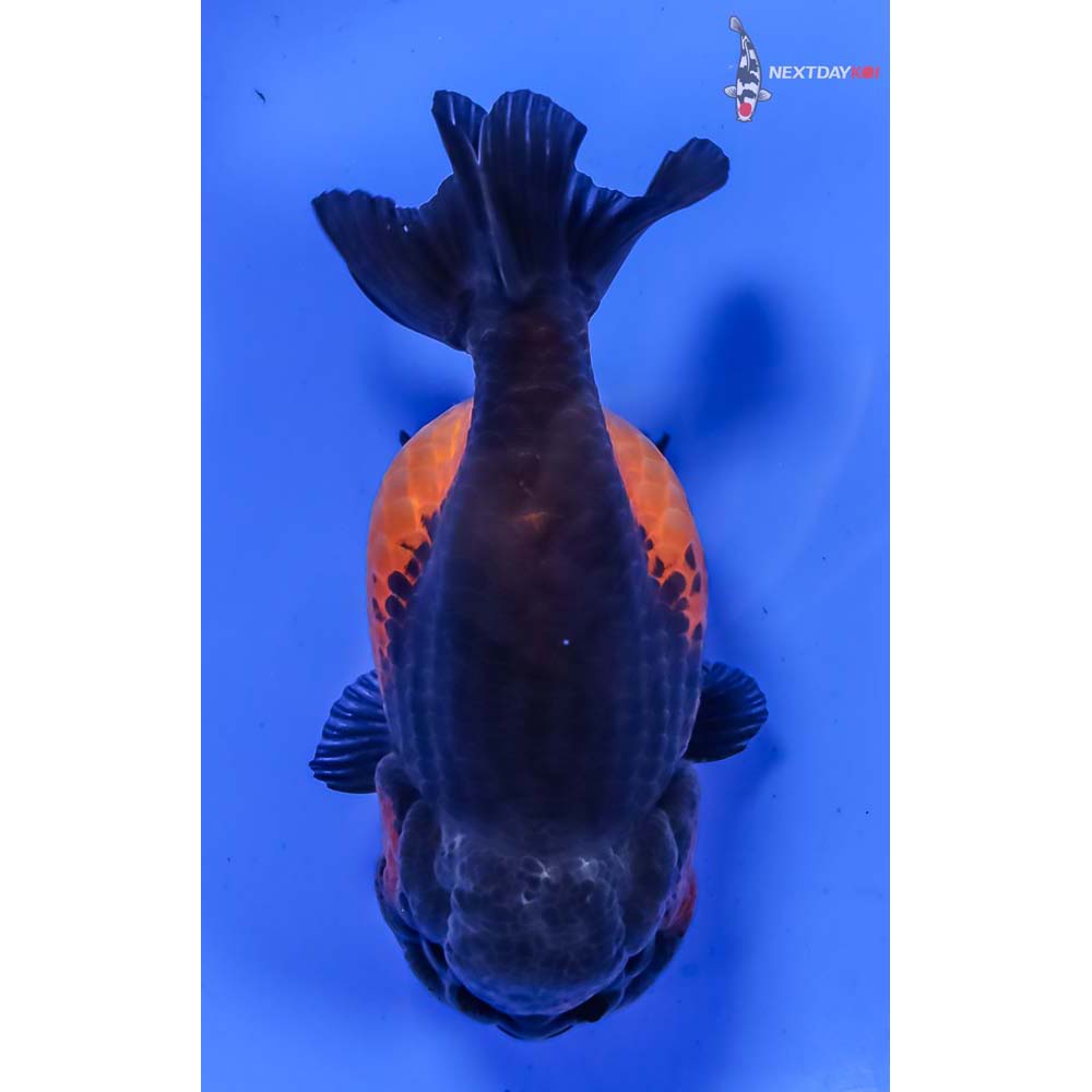 4” Imported Red and Black Ranchu - Image 3