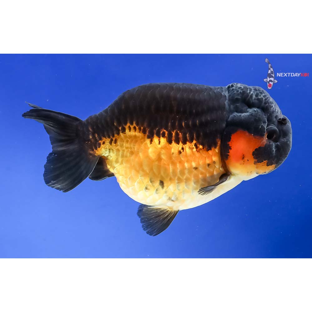 4” Imported Red and Black Ranchu - Image 4