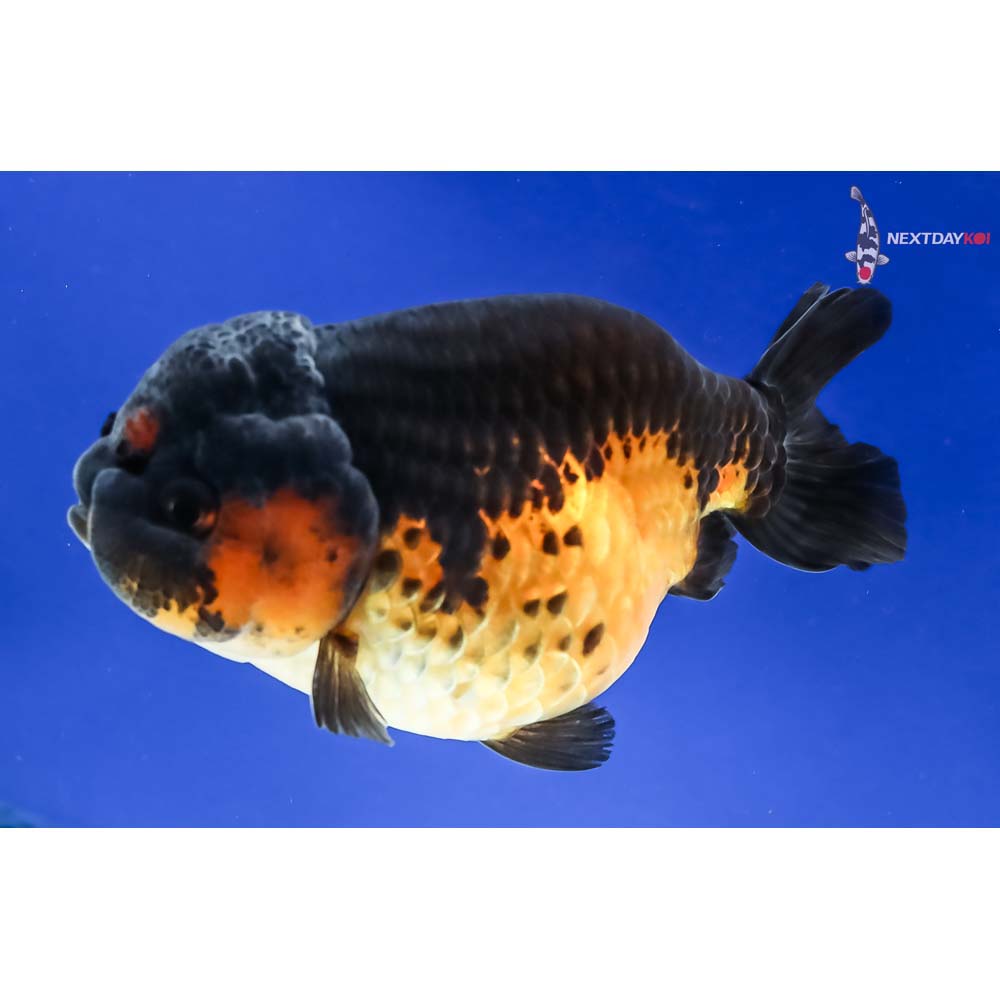 4” Imported Red and Black Ranchu - Image 5