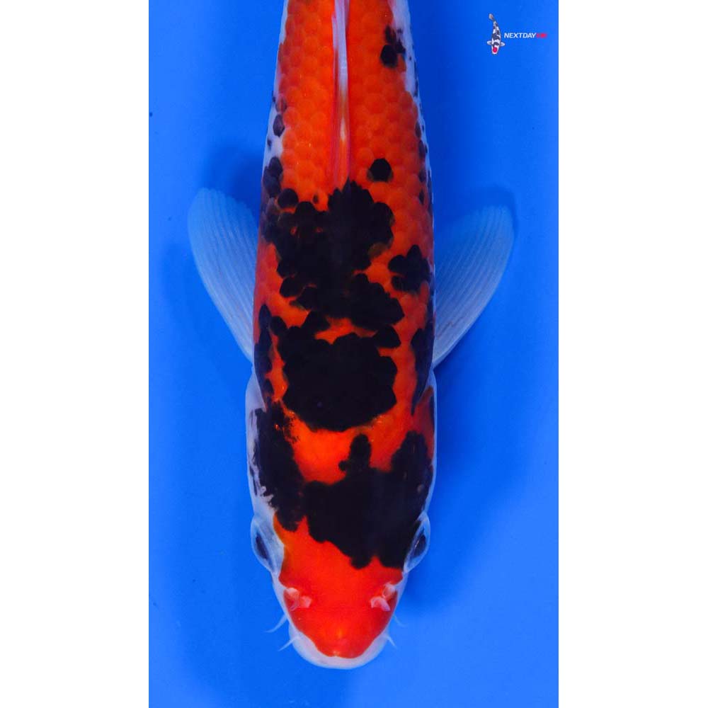 8” Imported Sanke - Image 2