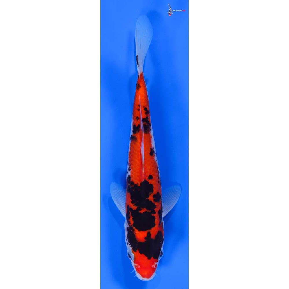 8” Imported Sanke - Image 4