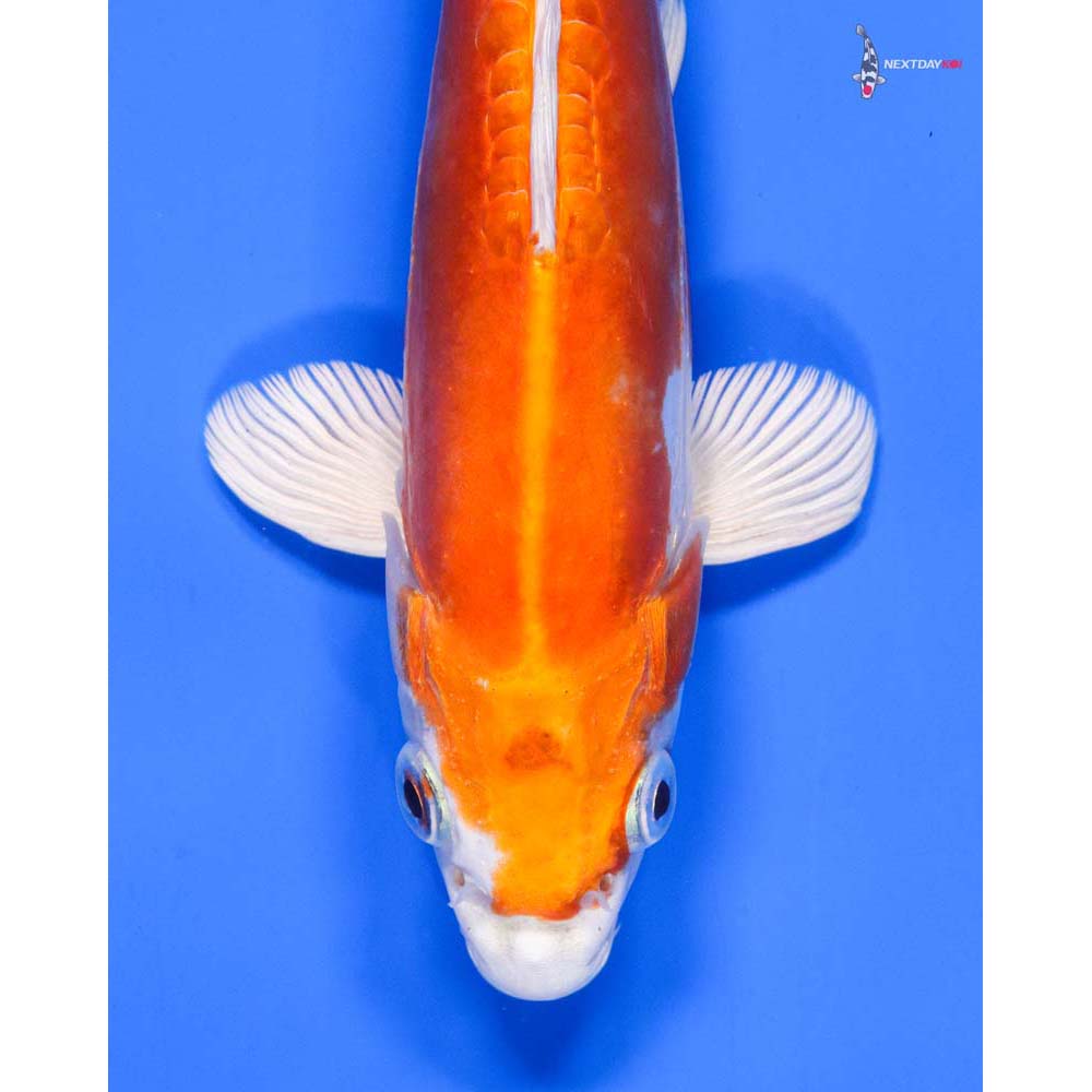 8” Imported Kikusui - Image 2