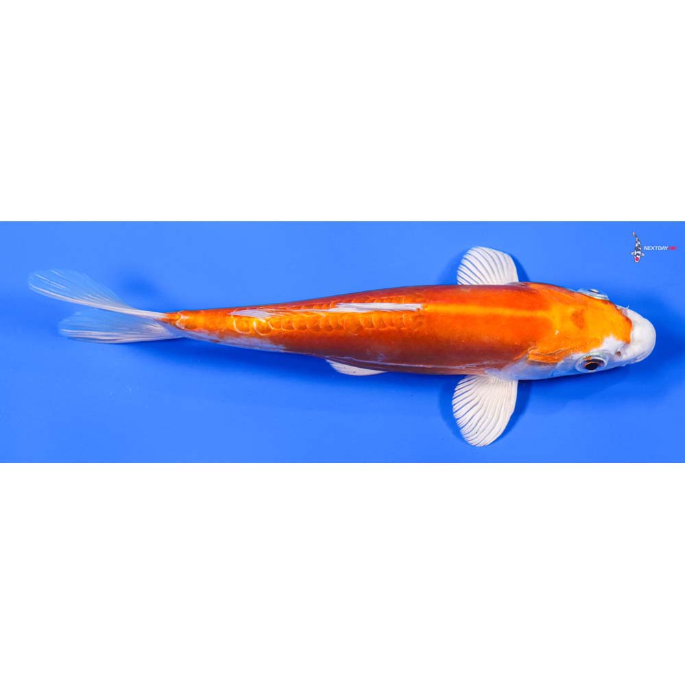 8” Imported Kikusui - Image 3