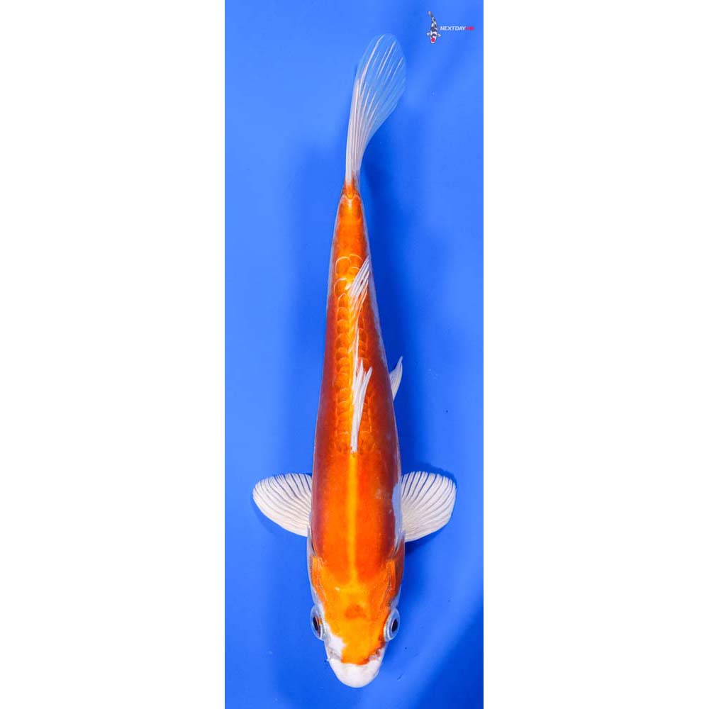 8” Imported Kikusui - Image 4