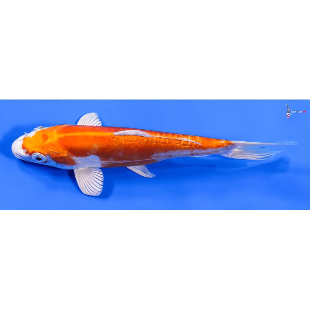 8” Imported Kikusui - Image 5