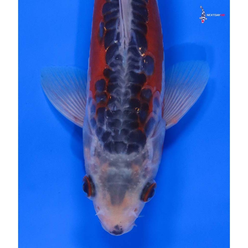 8” Imported Shusui - Image 2