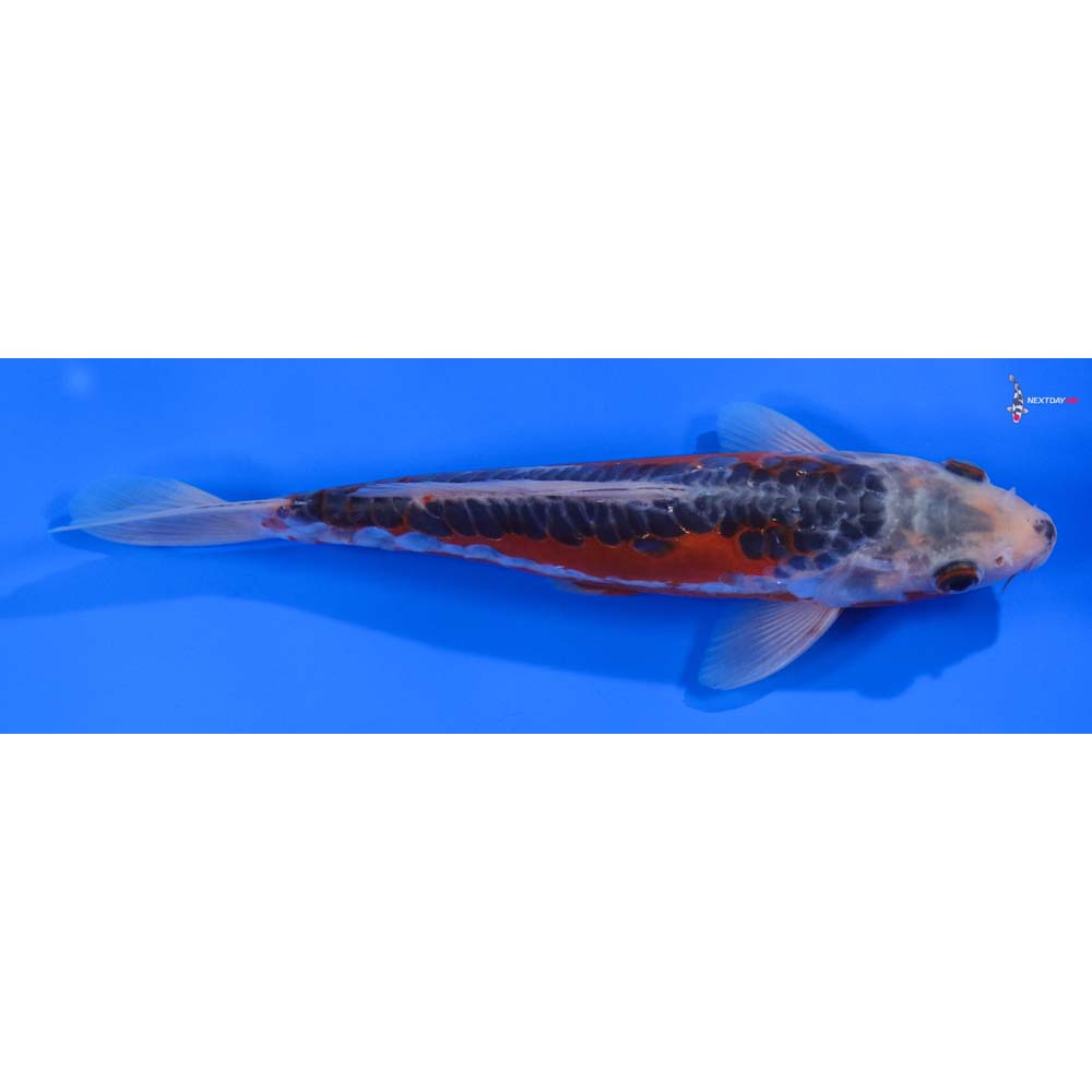 8” Imported Shusui - Image 3