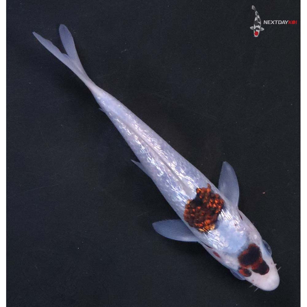 5.5” Imported Gin Rin Goromo - Image 3