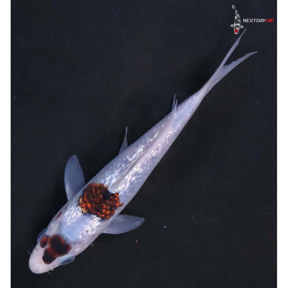 5.5” Imported Gin Rin Goromo - Image 5