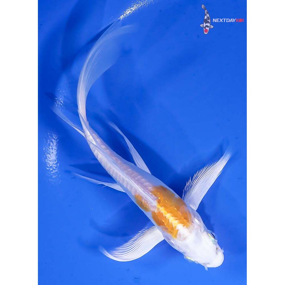 6” Imported Doitsu Lemon Hariwake Butterfly Koi