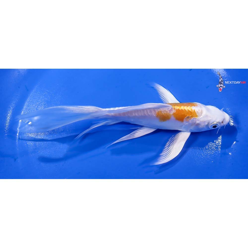 6” Imported Doitsu Lemon Hariwake Butterfly Koi - Image 2