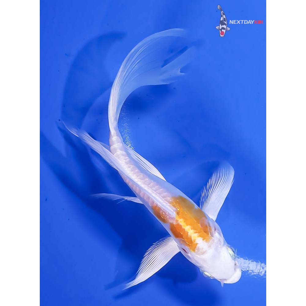 6” Imported Doitsu Lemon Hariwake Butterfly Koi - Image 3