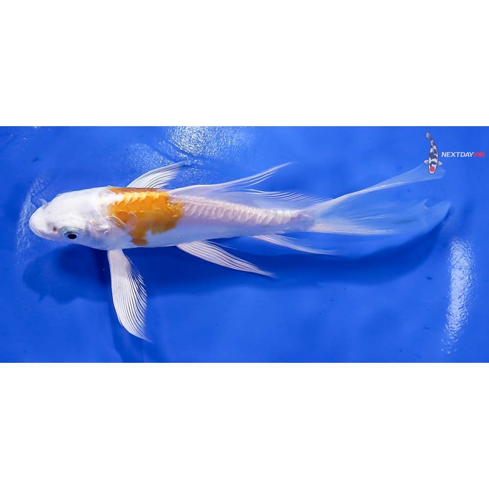 6” Imported Doitsu Lemon Hariwake Butterfly Koi - Image 4