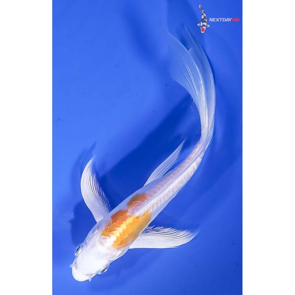 6” Imported Doitsu Lemon Hariwake Butterfly Koi - Image 5