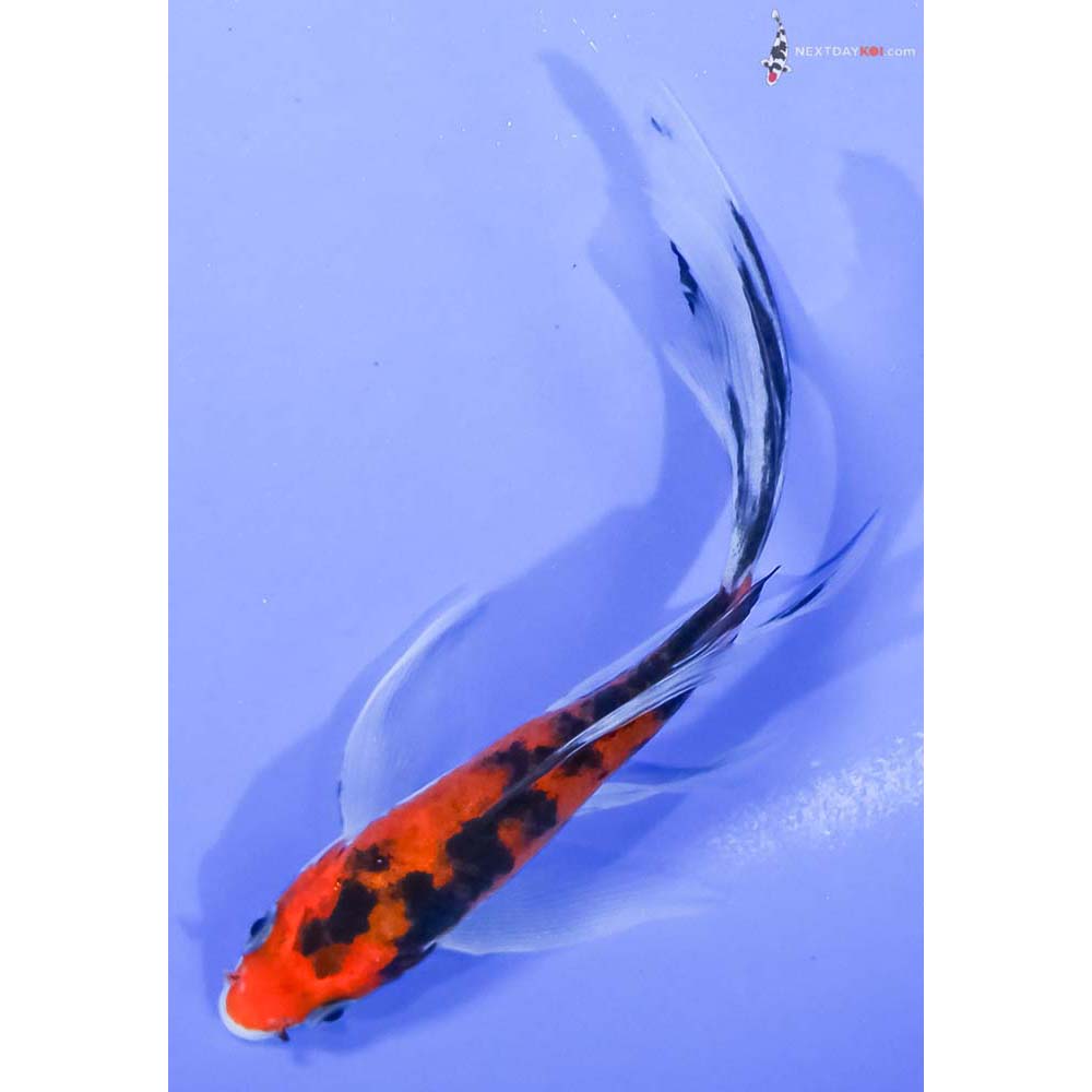 5” Imported Aka Sanke Butterfly Koi