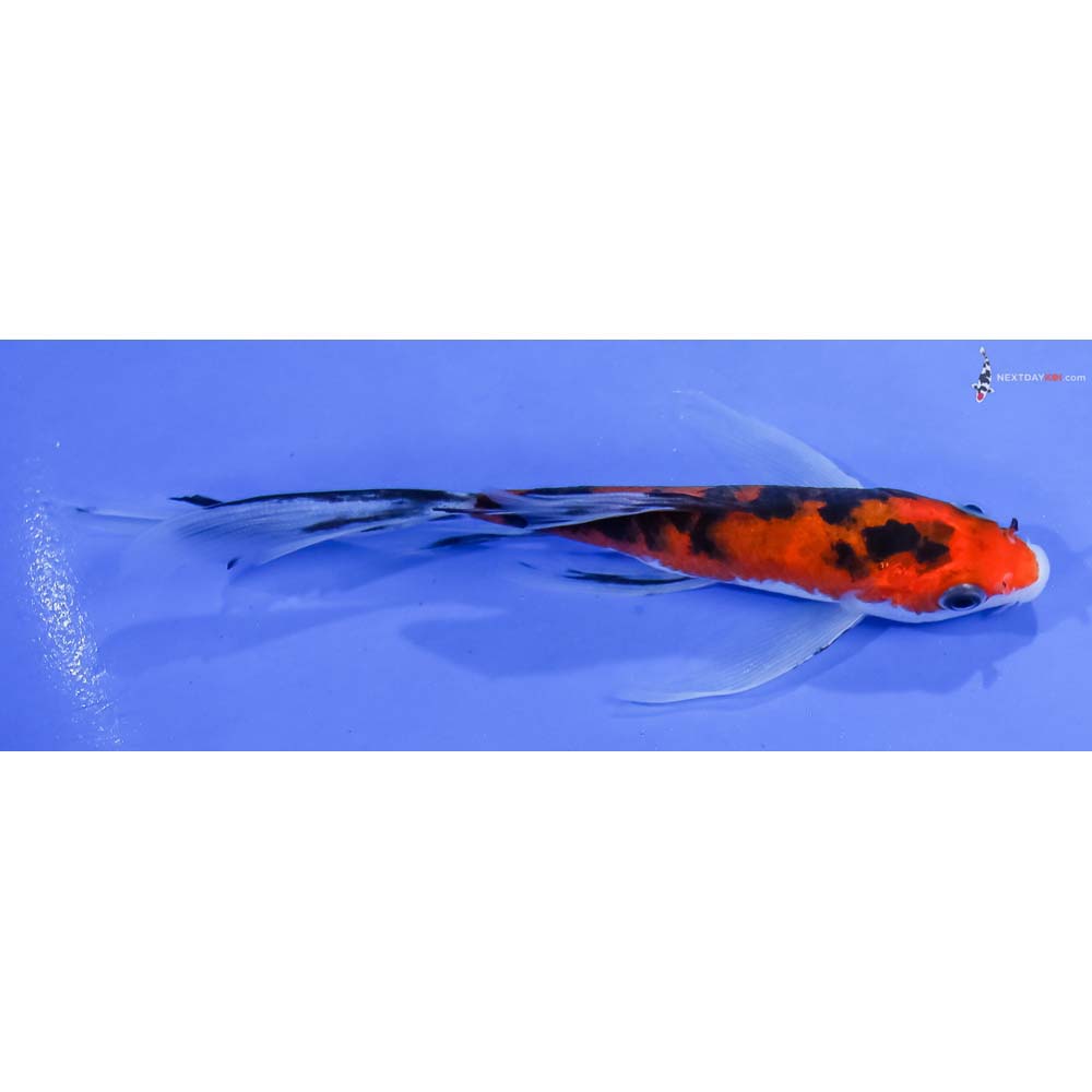 5” Imported Aka Sanke Butterfly Koi - Image 2