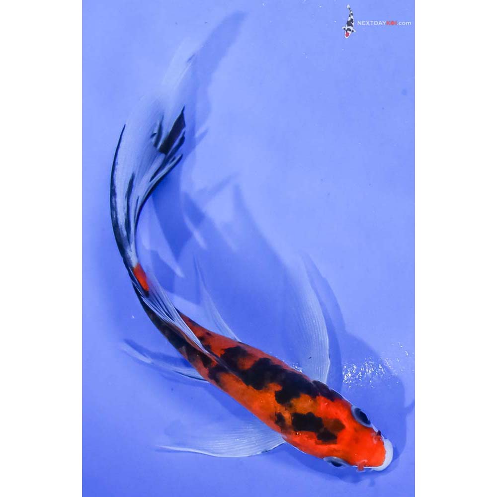 5” Imported Aka Sanke Butterfly Koi - Image 3