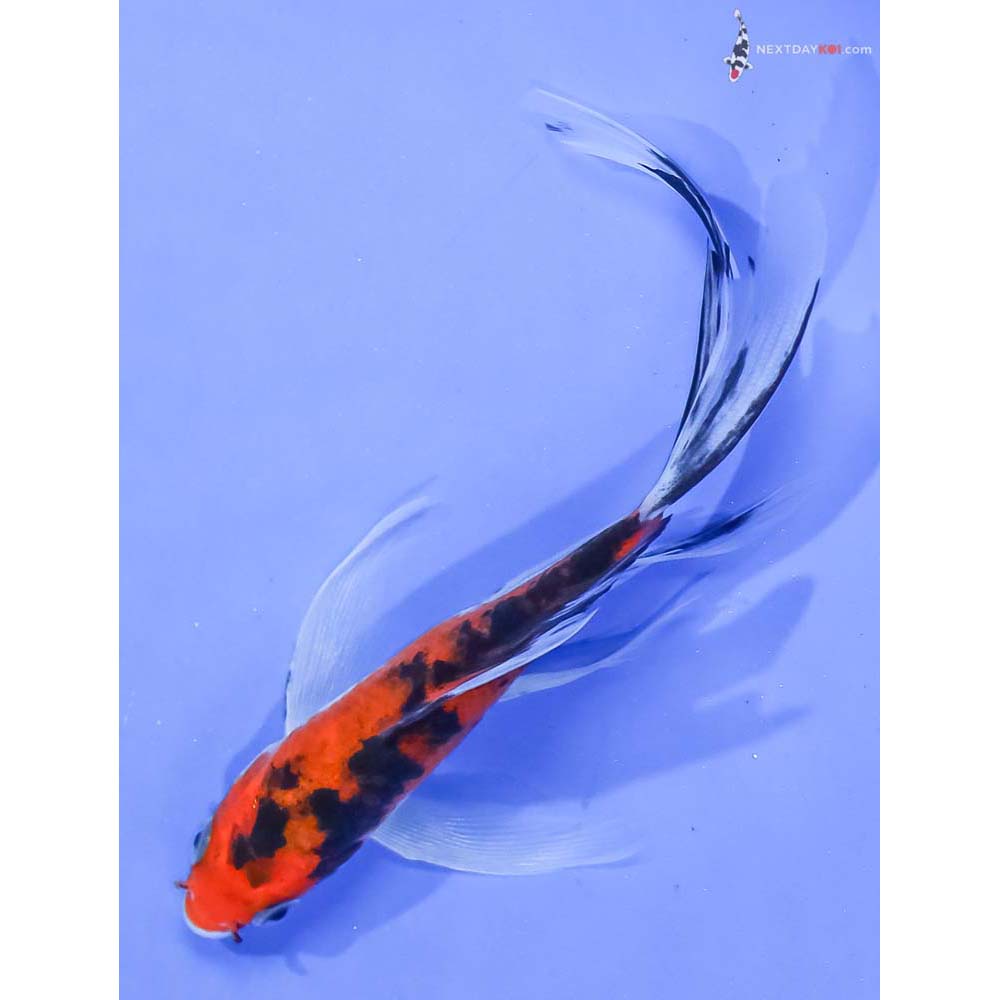 5” Imported Aka Sanke Butterfly Koi - Image 5