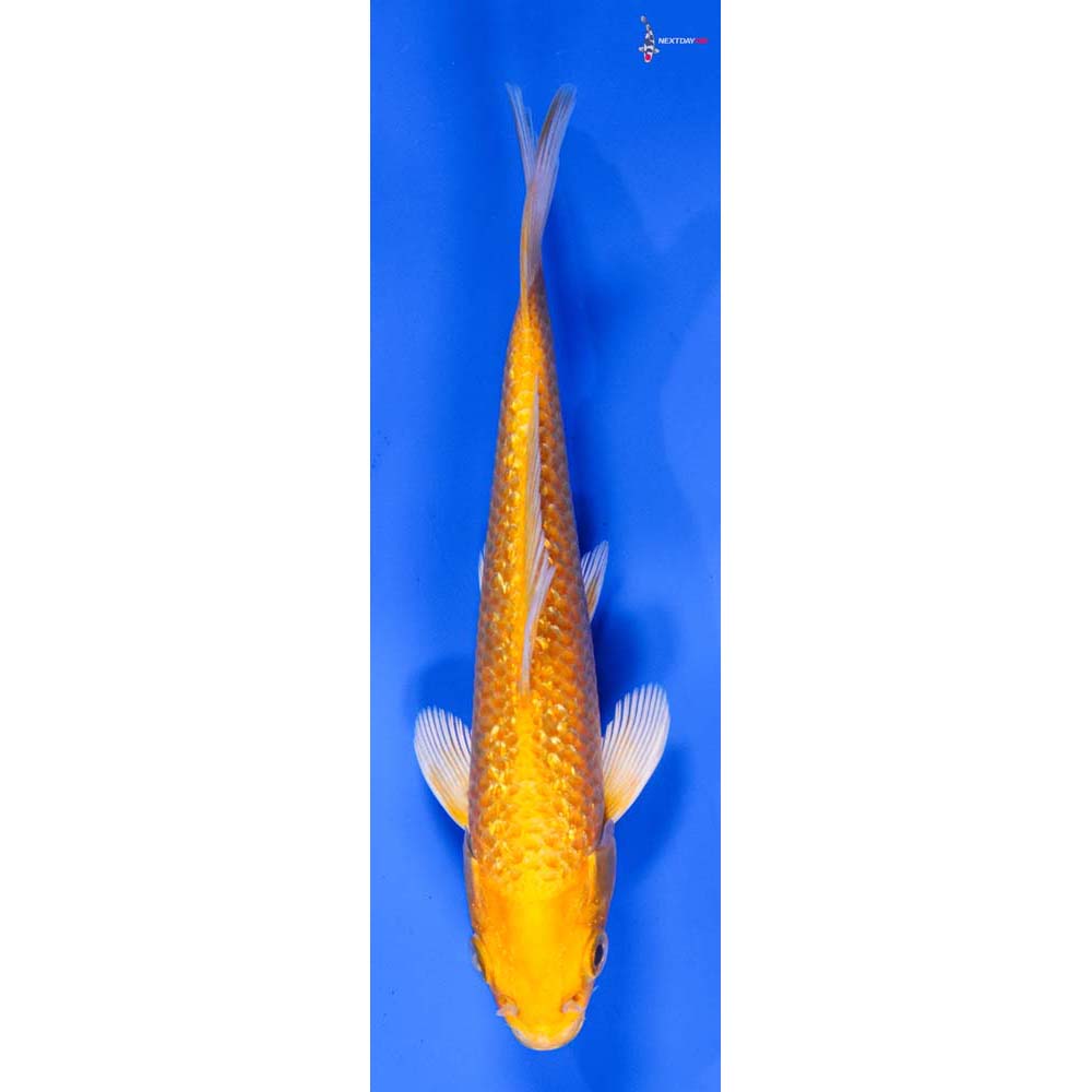 5.5” Imported Gin Rin Yamabuki Ogon