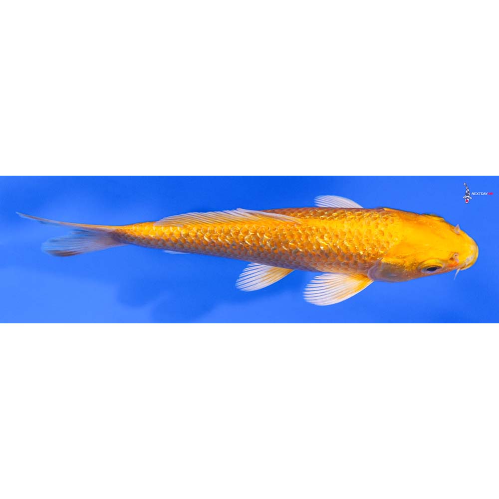 5.5” Imported Gin Rin Yamabuki Ogon - Image 2